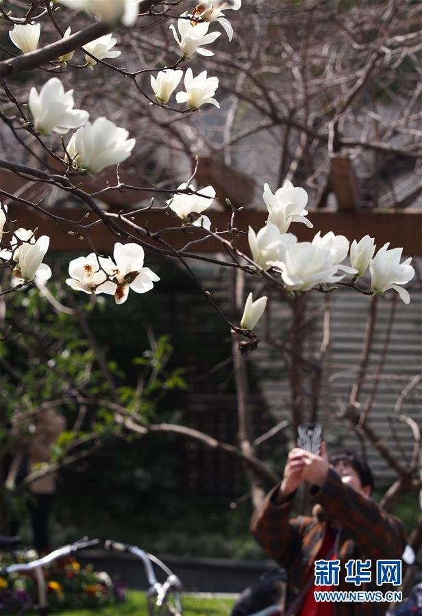 （环境）（3）上海：花开春意暖