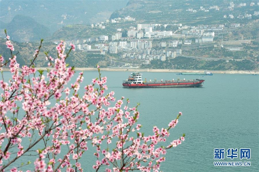 #（春季美丽生态）（4）三峡春日桃花红